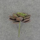 SUCCULENT HEN&CHICK 4"dia  PURPLE/GREEN