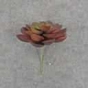 SUCCULENT HEN&CHICK 4"dia  RED/GREEN