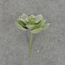SUCCULENT HEN&CHICK 3"dia (6/BAG)   DUSTY GREEN