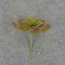 SUCCULENT HEN&CHICK 3"dia (6/BAG)   GREEN