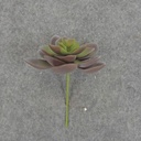 SUCCULENT HEN&CHICK 3"dia (6/BAG)   PURPLE/GREEN