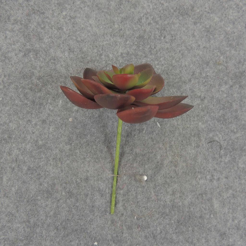 SUCCULENT HEN&CHICK 3"dia (6/BAG)   RED/GREEN
