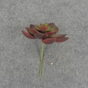SUCCULENT HEN&CHICK 3"dia (6/BAG)   RED/GREEN