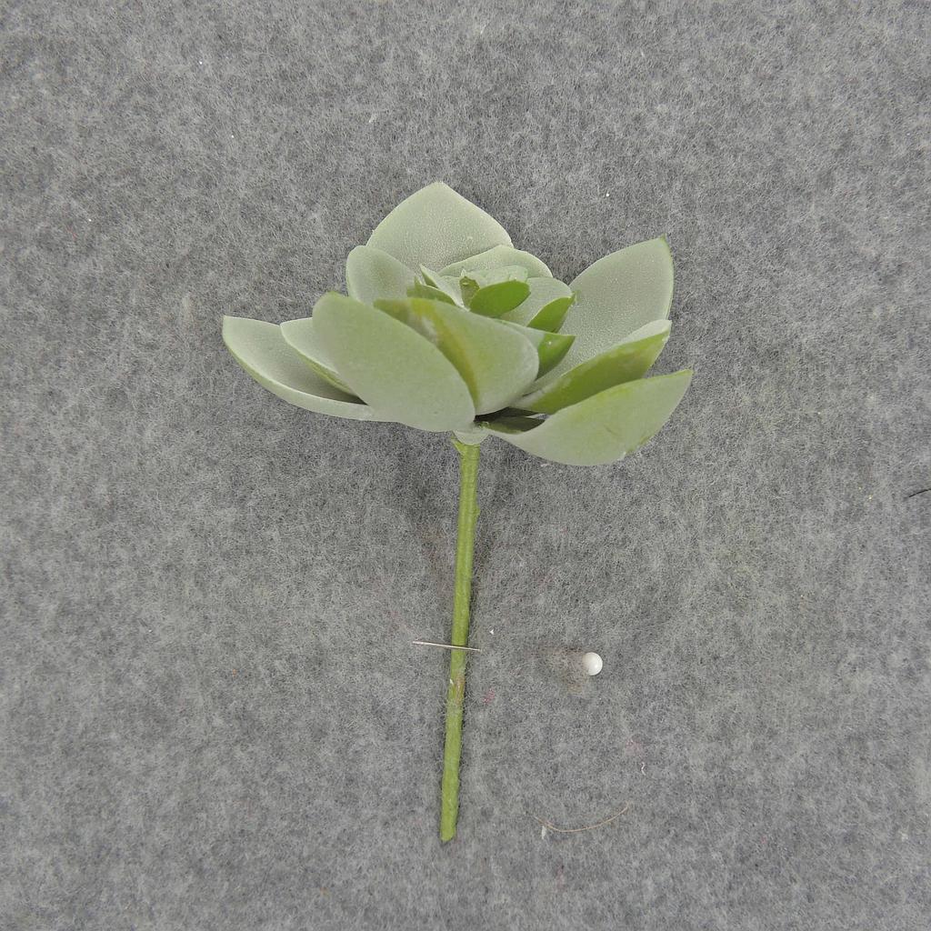 SUCCULENT HEN&CHICK 2"dia 6/BAG   DUSTY GREEN