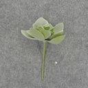 SUCCULENT HEN&CHICK 2"dia 6/BAG   DUSTY GREEN