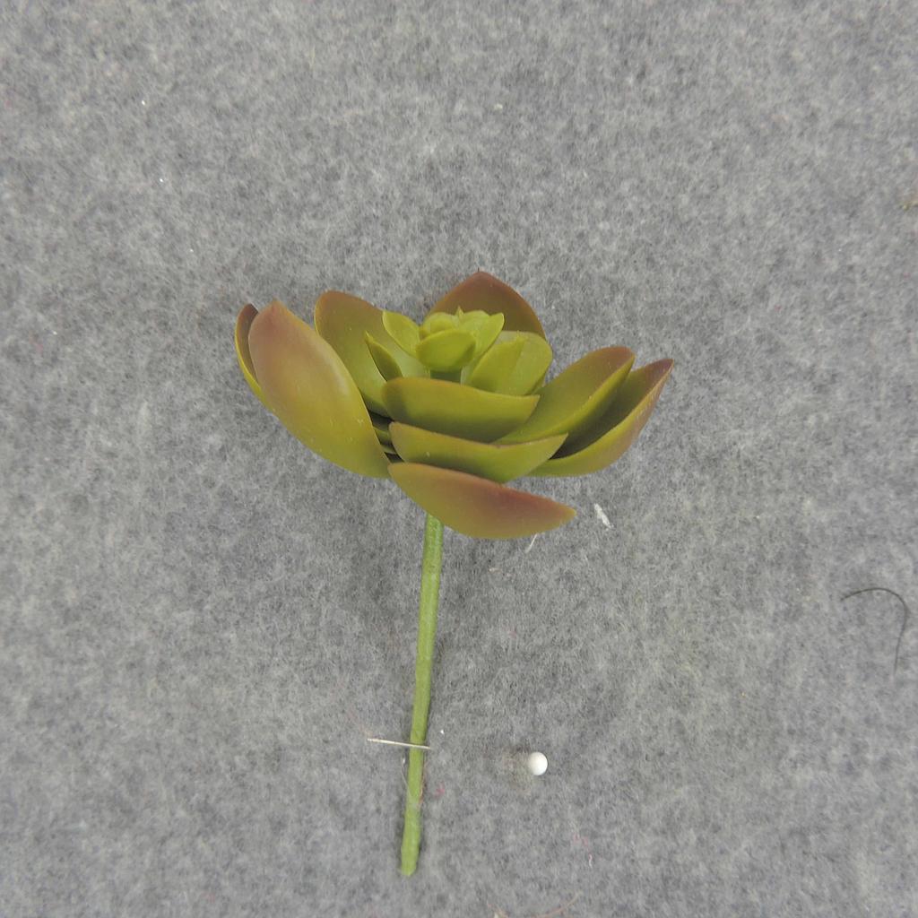SUCCULENT HEN&CHICK 2"dia 6/BAG   GREEN