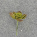 SUCCULENT HEN&CHICK 2"dia 6/BAG   GREEN