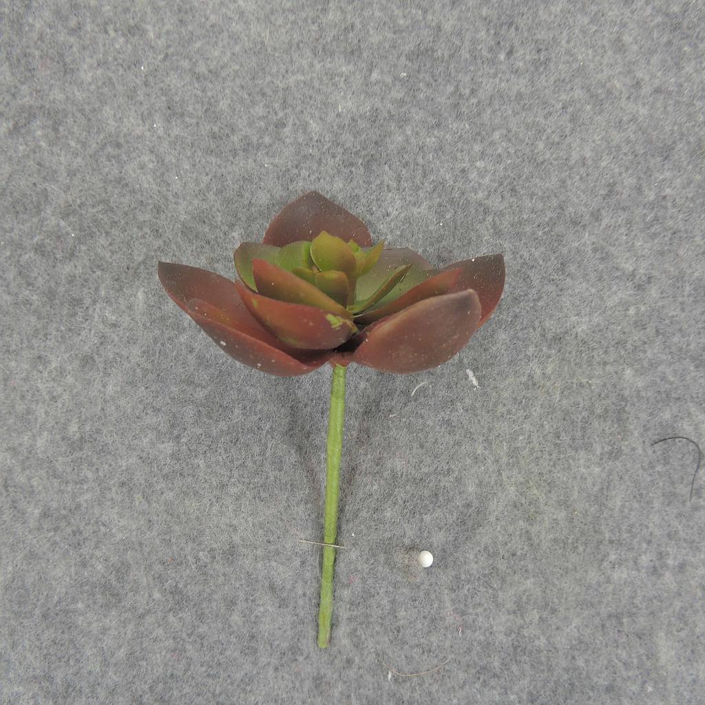 SUCCULENT HEN&CHICK 2"dia 6/BAG   RED/GREEN