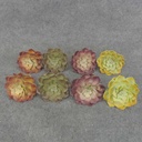 3.5" SUCCULENT PICK 8/BAG 4" d 4-ASST HEN/CHICK