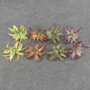 7" SUCCULENT PICK 8/BAG 4-ASST ALOE