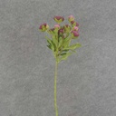 RANUNCULUS MINI SPRAY X10 22"  PURPLE
