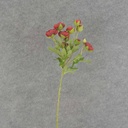 22" RANUNCULUS MINI SPRAY X10 RED