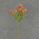 RANUNCULUS MINI SPRAY X10 22"  SALMON