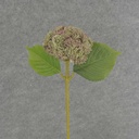 15" SEDUM STEM LIGHT GREEN/PURPLE