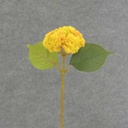 SEDUM STEM 15"  YELLOW