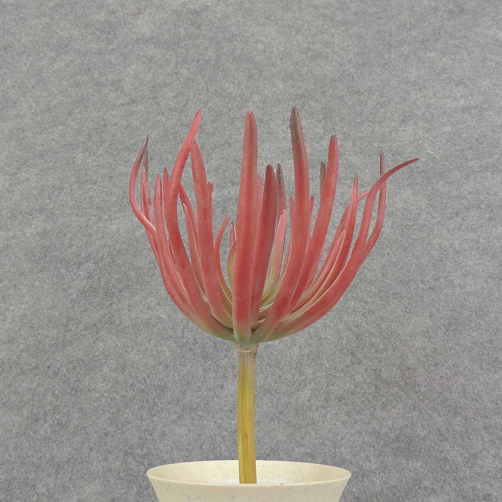 8" SUCCULENT PICK 5" dia GREEN/BUR