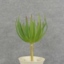 SUCCULENT PICK 8" 5"dia          GREEN