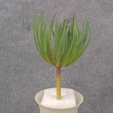 8" SUCCULENT PICK 5" dia RED/GREEN