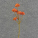 SUCCULENT PICK X6 12.5" 6/BAG  ORANGE