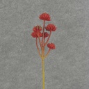 SUCCULENT PICK X6 12.5" 6/BAG  RED