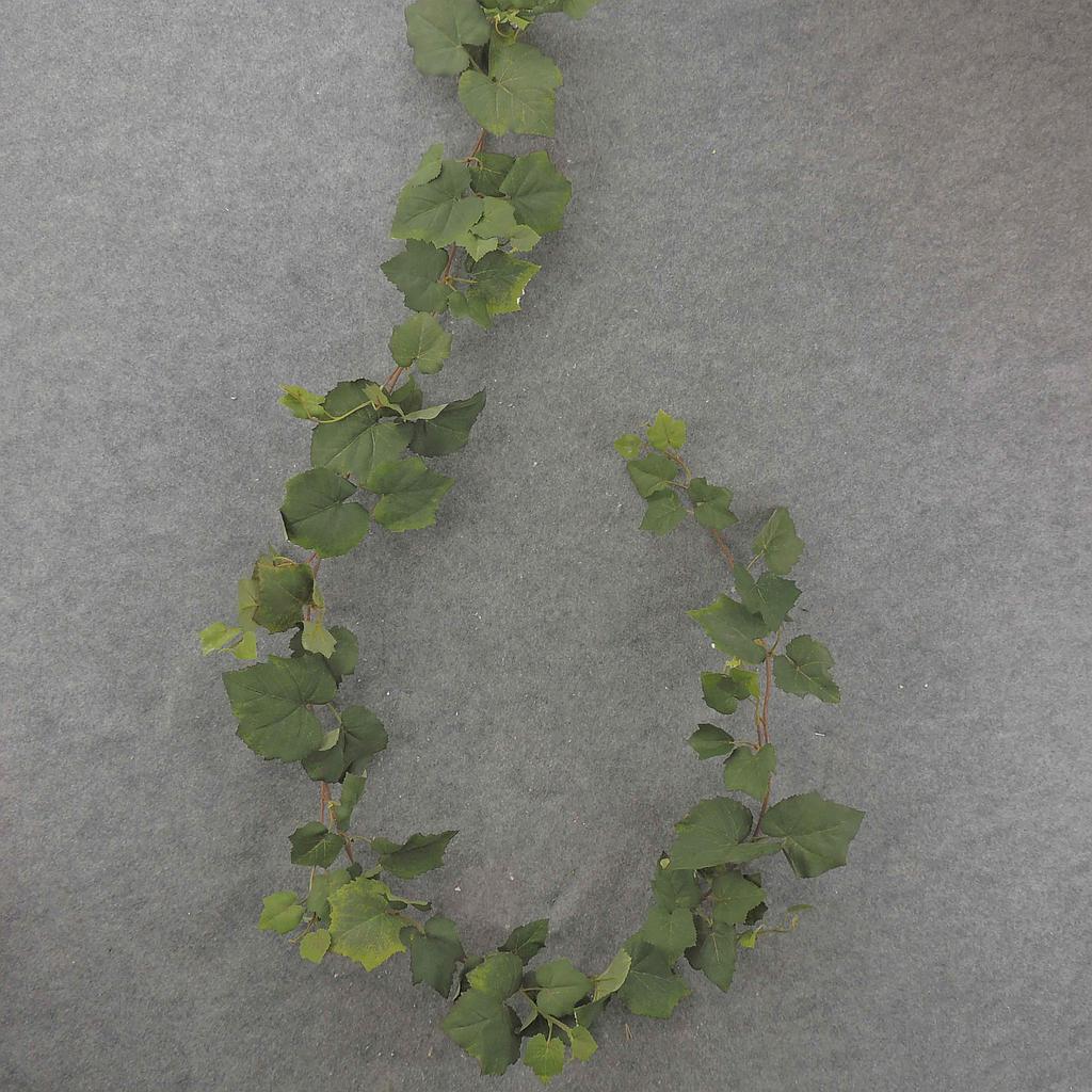 6' GARLAND GRAPELEAF W/87 LVS