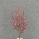 20" STAR FLOWER BERRY BUSH X7