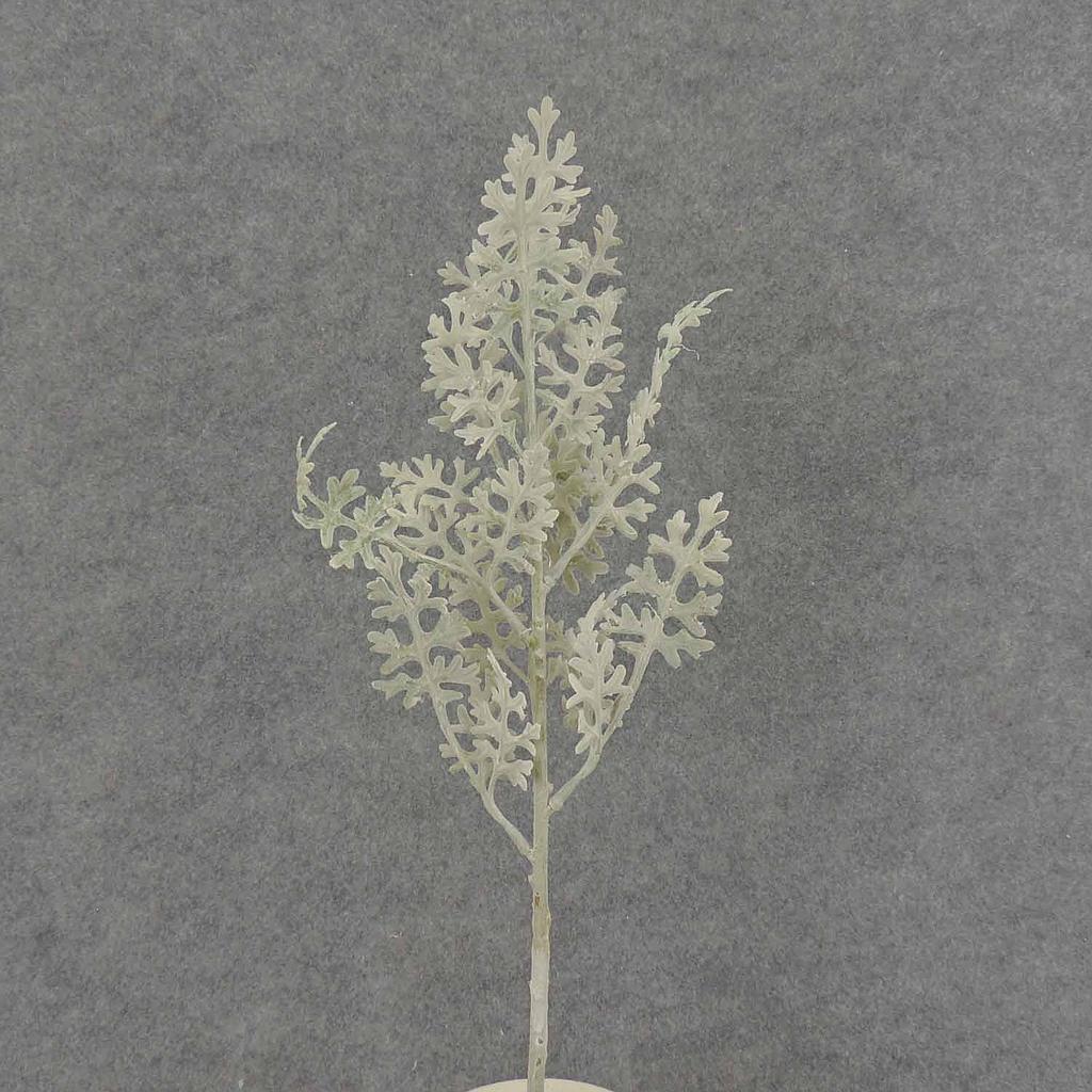 [SB7030] 17" DUSTY MILLER PICK X7 FLOCKED