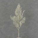 17" DUSTY MILLER PICK X7 FLOCKED