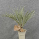 14" STAGHORN FERN X9 LVS