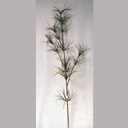 FOLIAGE PINUS STROBUS SPRAY 48&quot;
