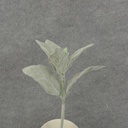 11" LAMBS EAR PICK FLOCKED GREEN