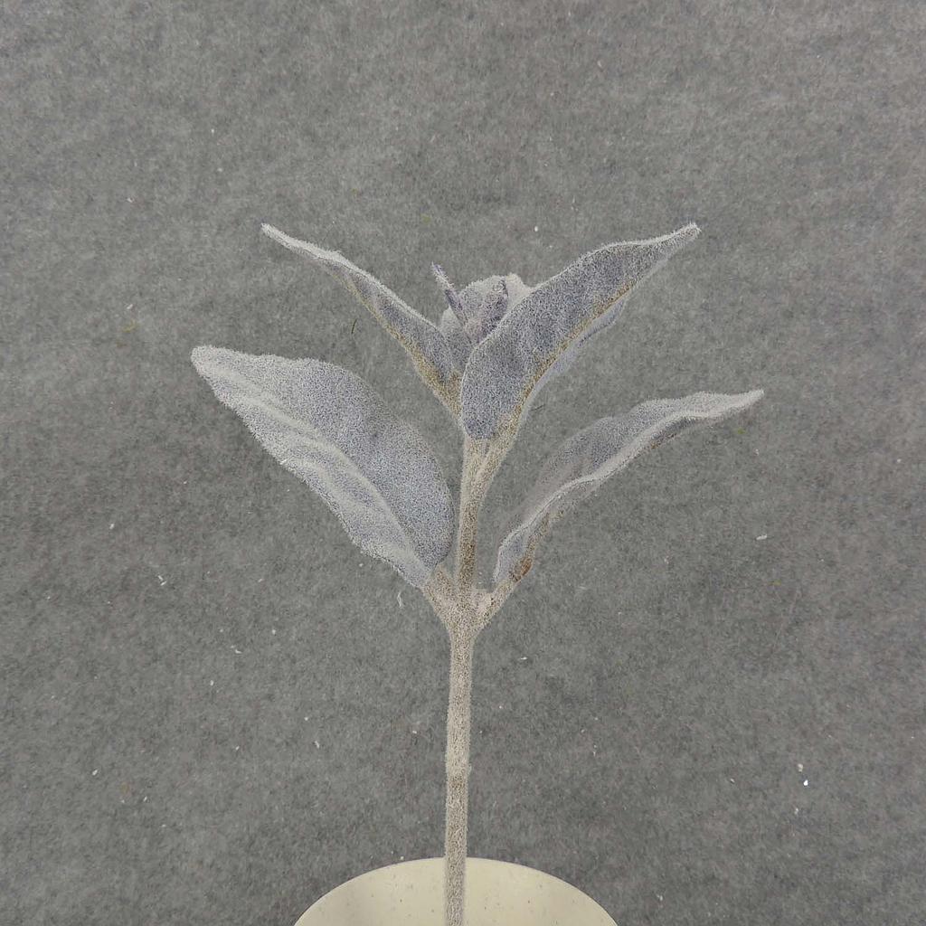 [SB8021-PUR] 11" LAMBS EAR PICK FLOCKED PURPLE