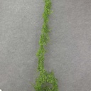 MAIDEN HAIR GARLAND 6' PLASTIC