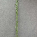6' HOPS GARLAND DUSTY GREEN PLASTIC
