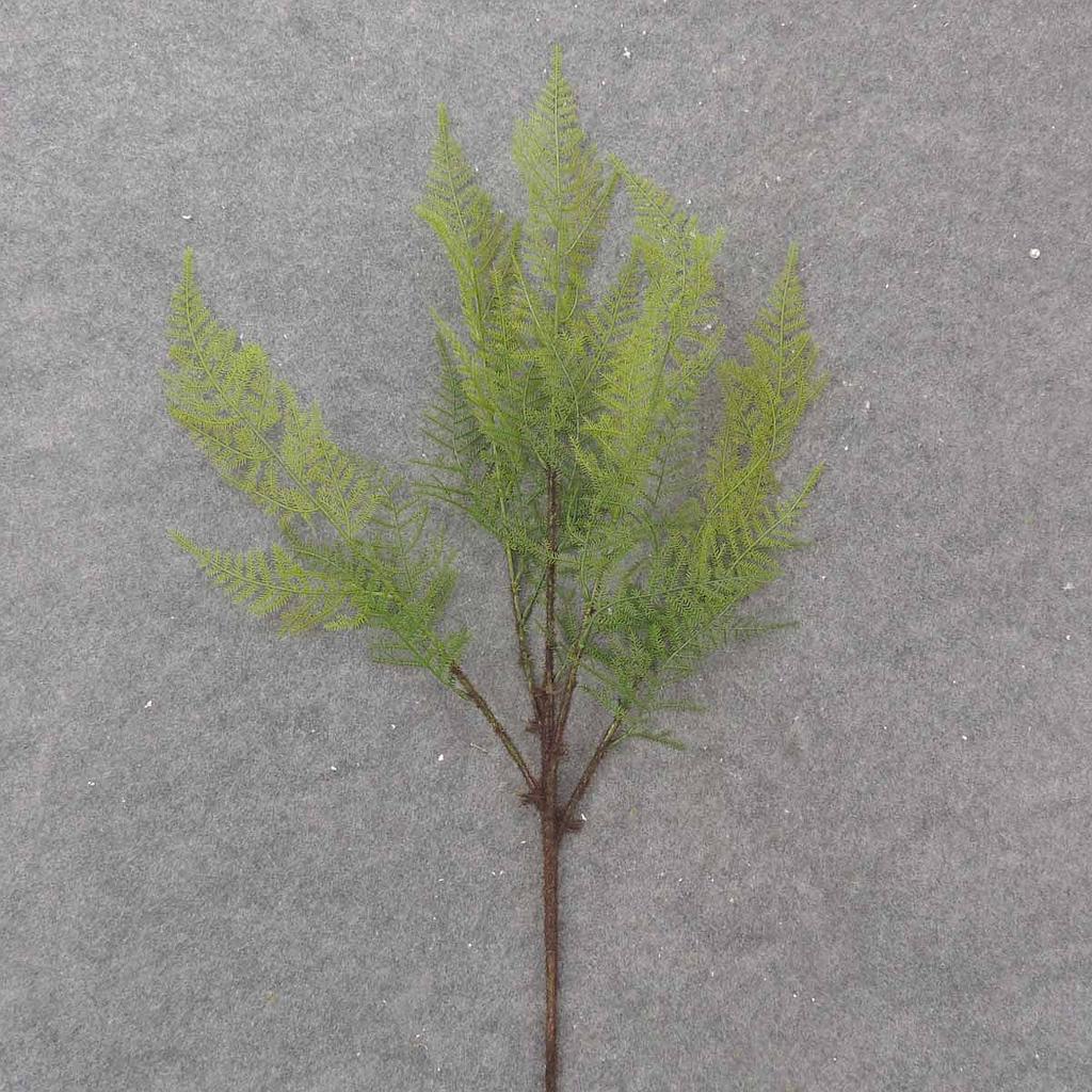 [SB9006] 33" ASPARAGUS FERN SPRAY GREEN