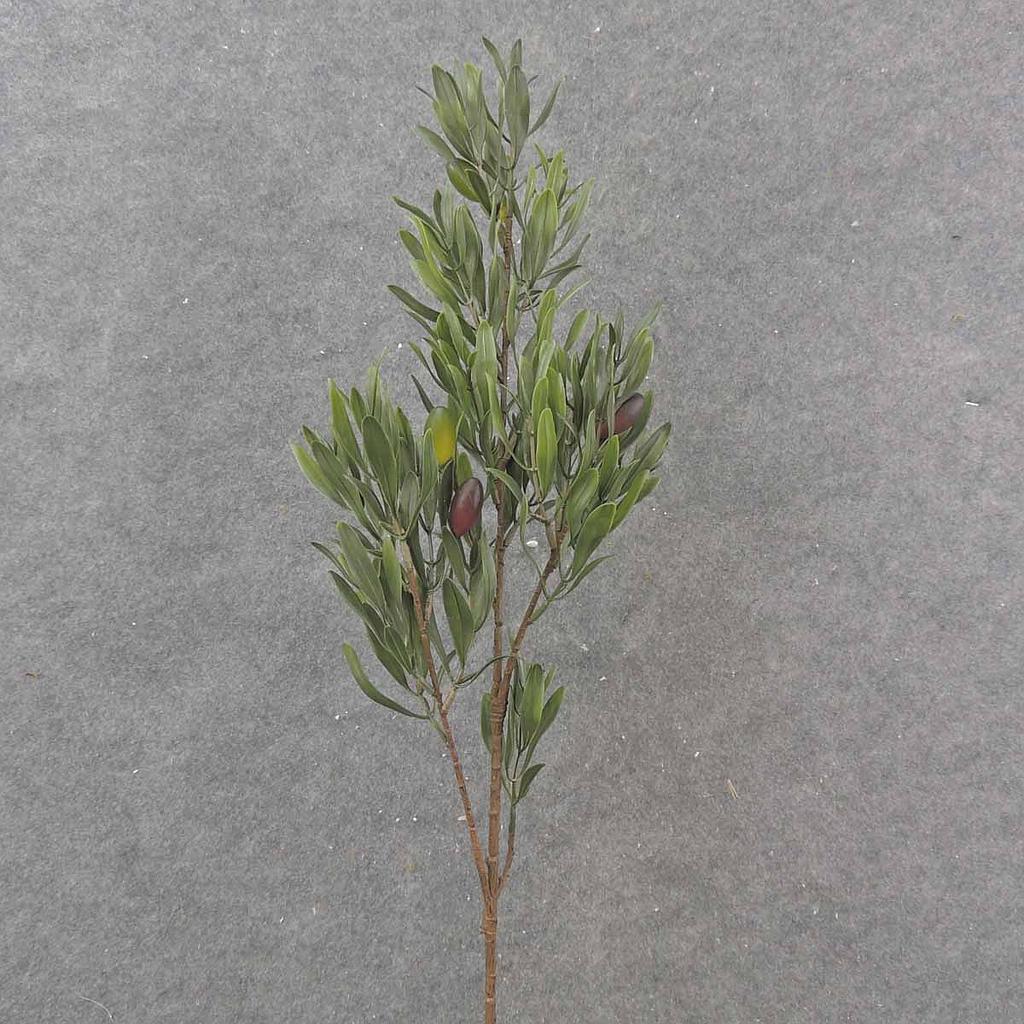 OLIVE BRANCH 32" W/OLIVES 