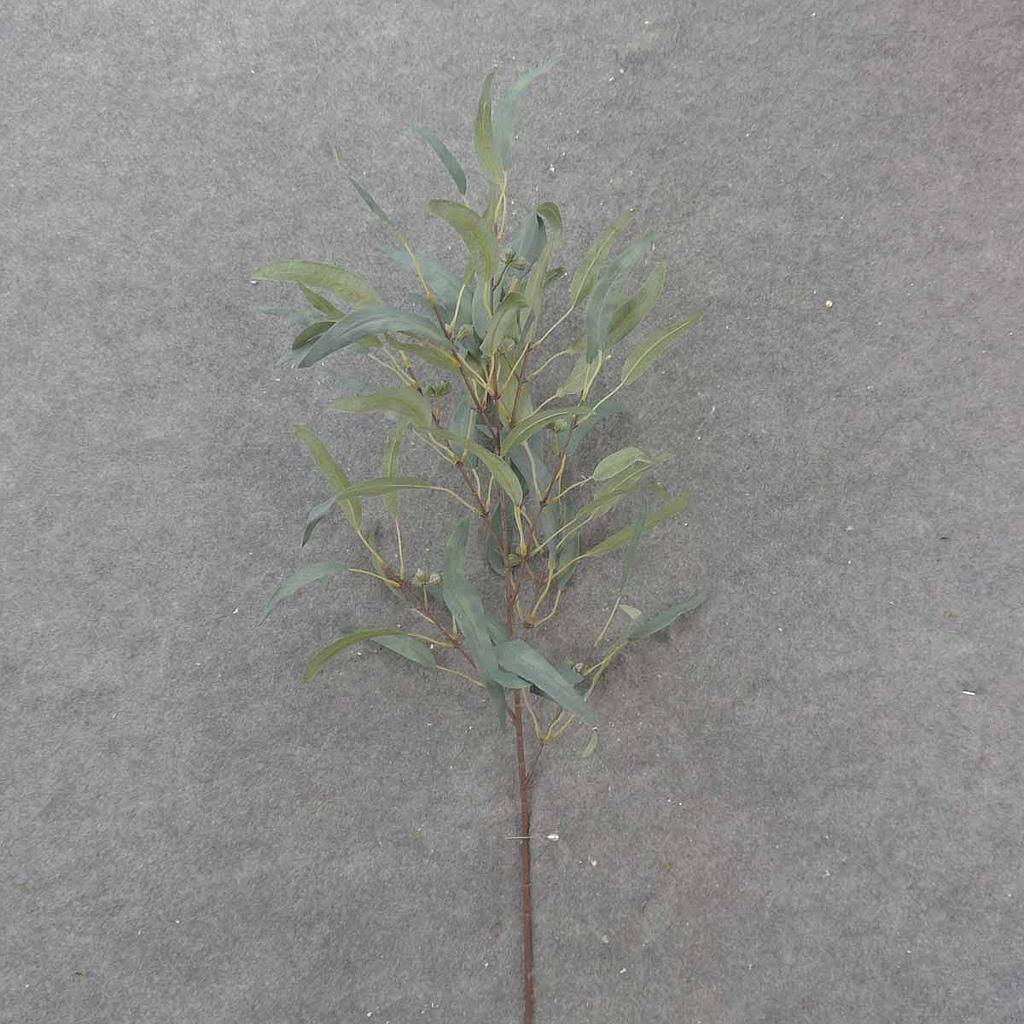 EUCALYPTUS SPRAY 38" FROSTED GREEN