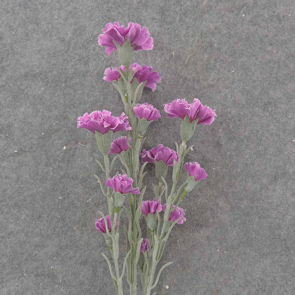 27" CARNATION BUNDLE (3/BDL) LAVENDER