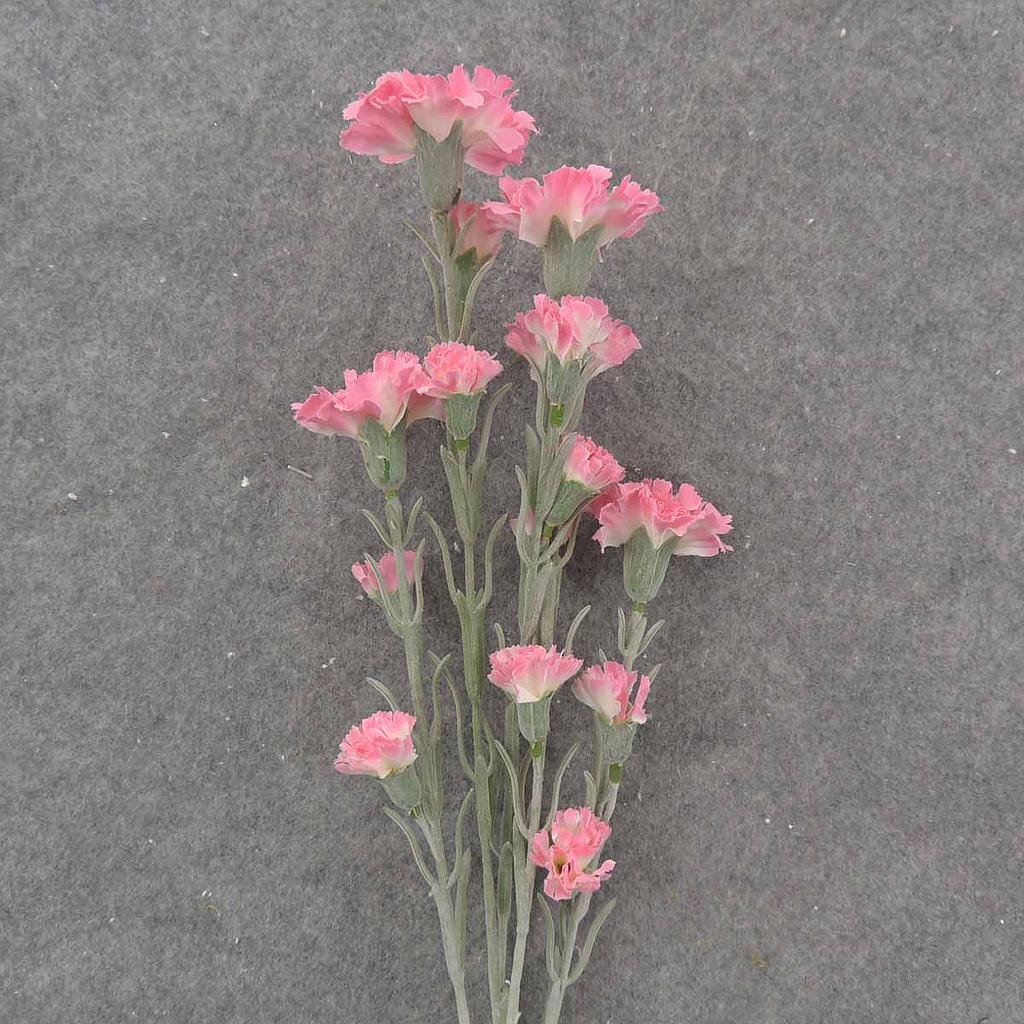 27" CARNATION BUNDLE (3/BDL) PINK