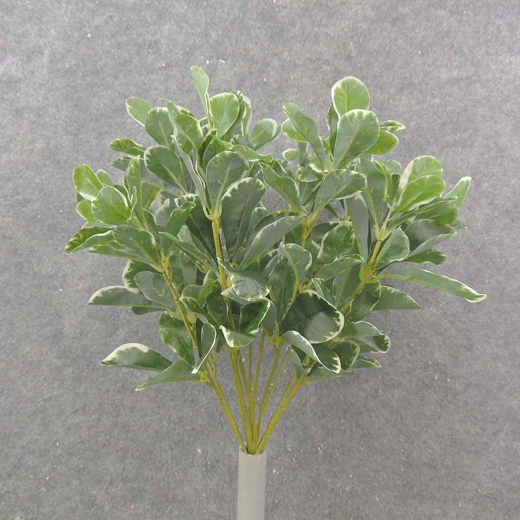 15.5" LEAF BUSH VARIGATED PITT