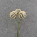 75" BALL CACTUS PICK X3 10. GREEN/WHITE