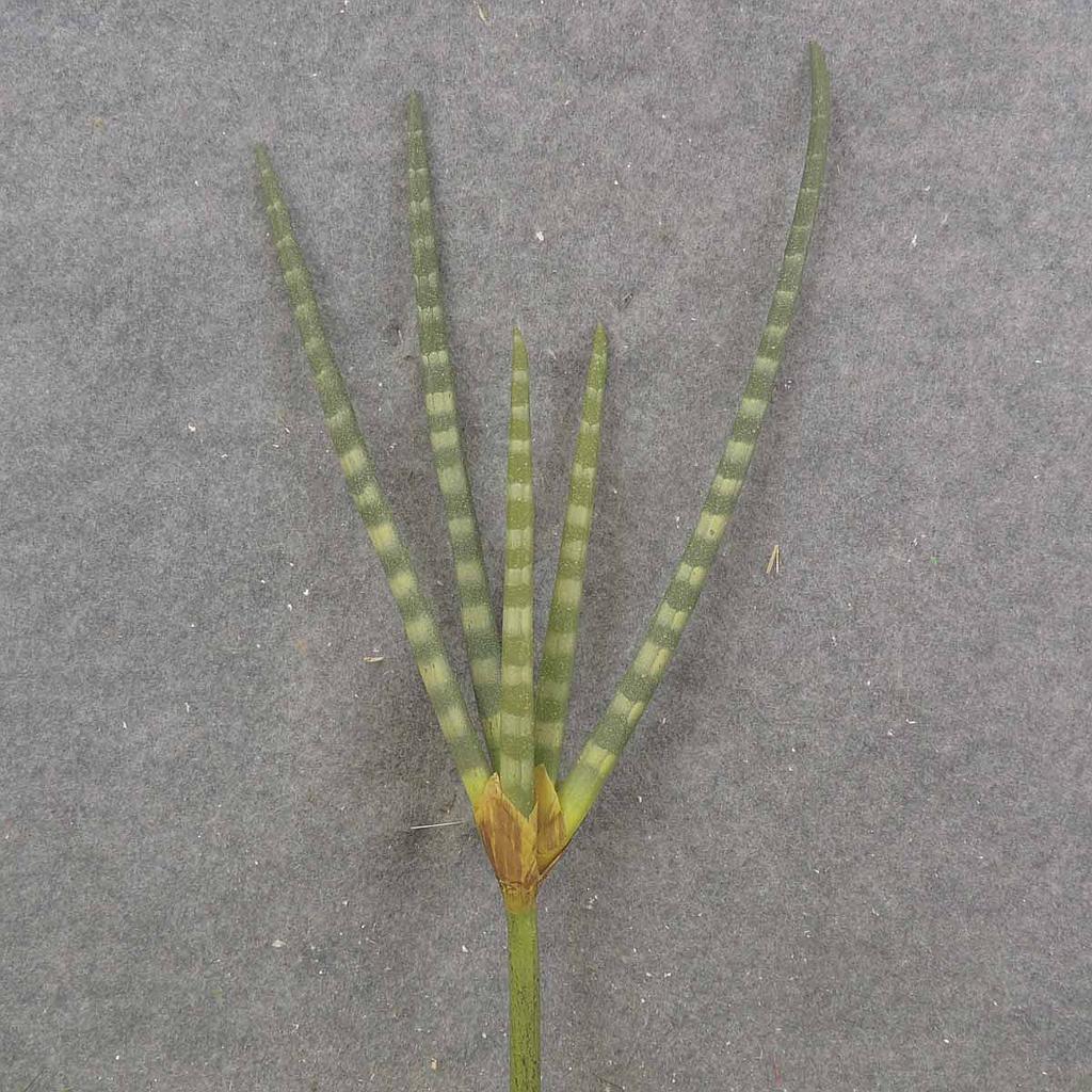[SB9039] 21.5" AFRICAN SPEAR PLANT