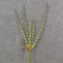 21.5" AFRICAN SPEAR PLANT