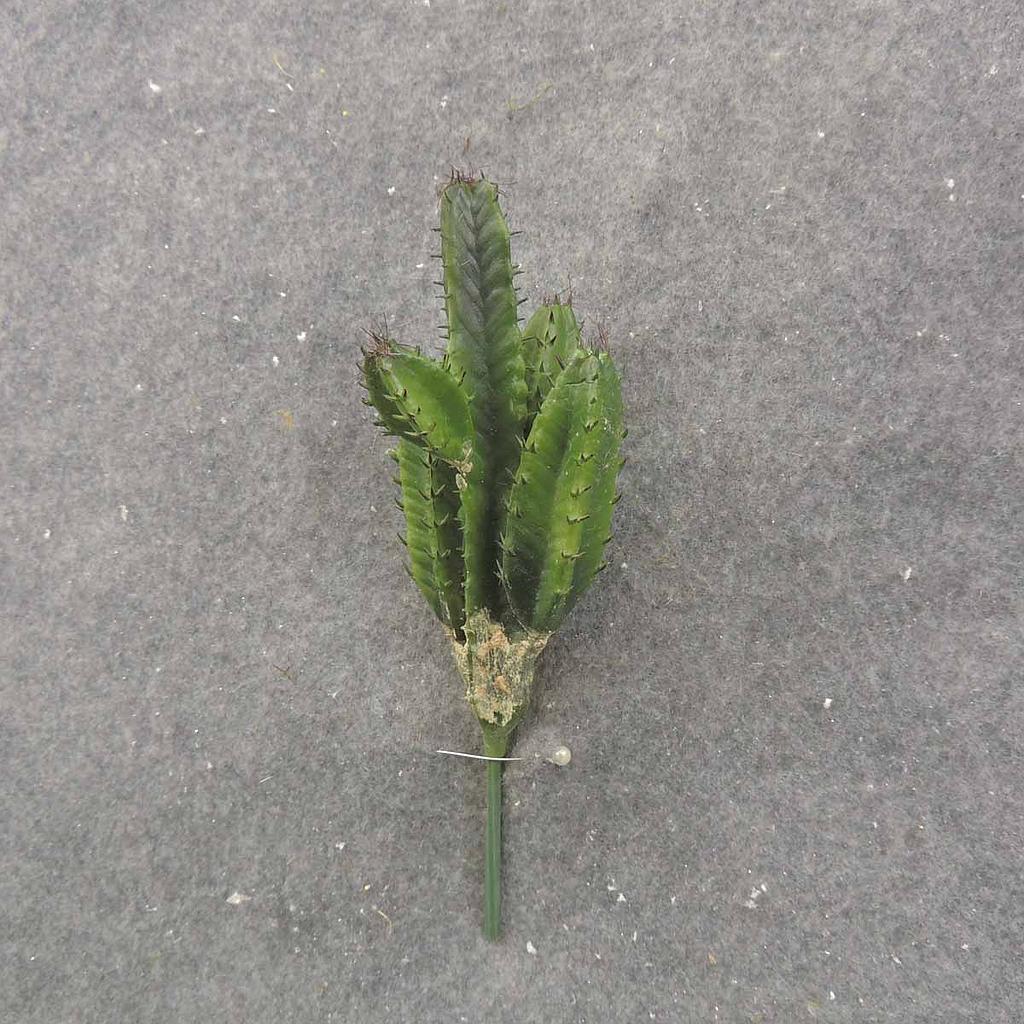 8.25" CACTUS PICK GREEN