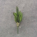 8.25" CACTUS PICK GREEN
