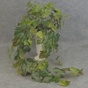 IVY KANGAROO HANGING BUSH X15
