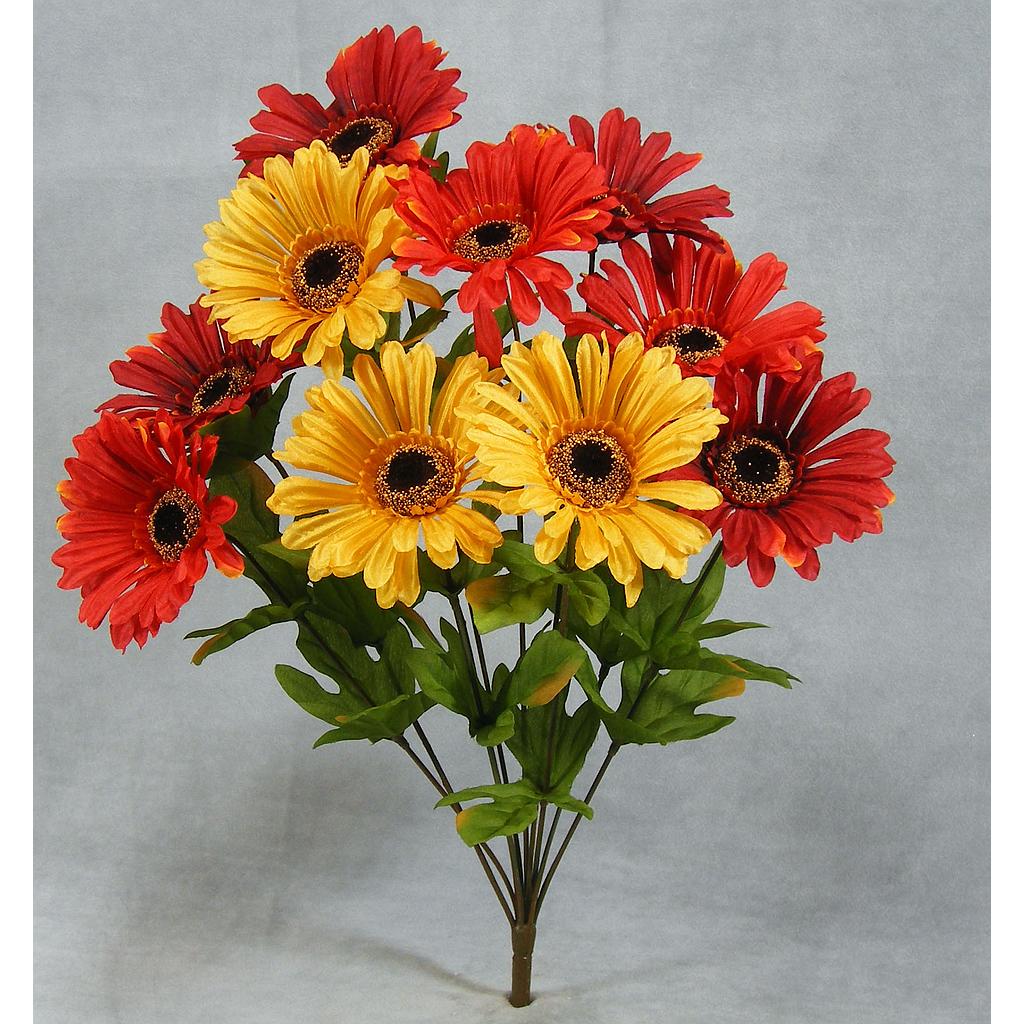 GERBERA DAISY BUSH X10