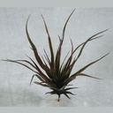 ALOE PICK 11"          BROWN