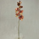 PHALAENOPSIS X9 32"  DK. MAUVE