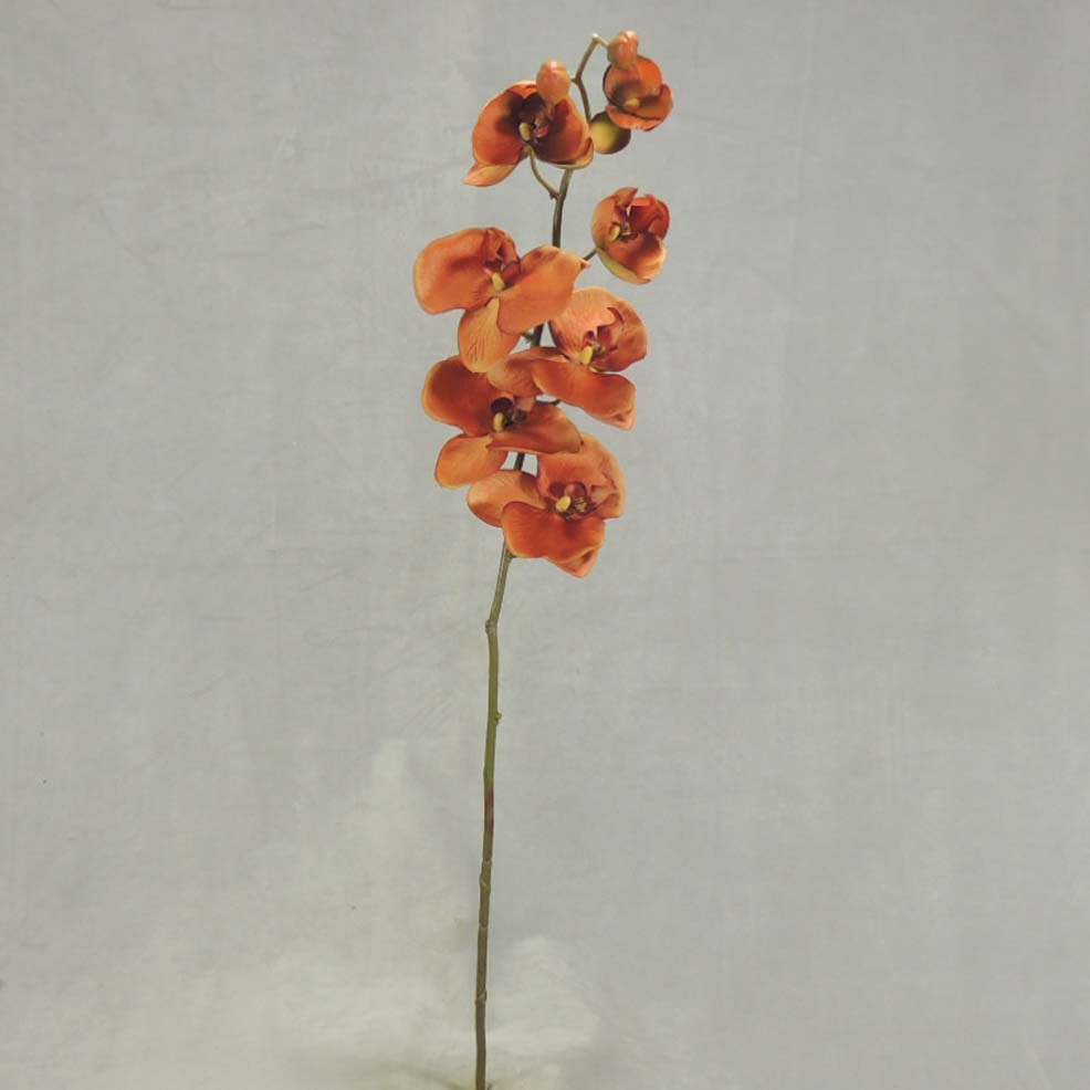 [SBF348-RUS] 32" PHALAENOPSIS X9 RUST